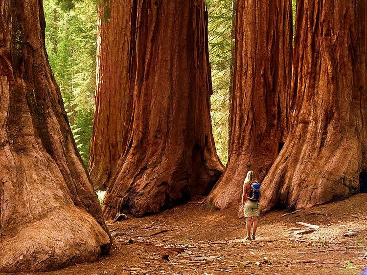 Giant Sequoia 1.jpg