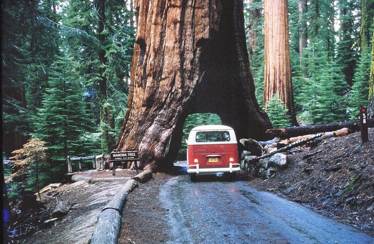 sequoia trip.jpg