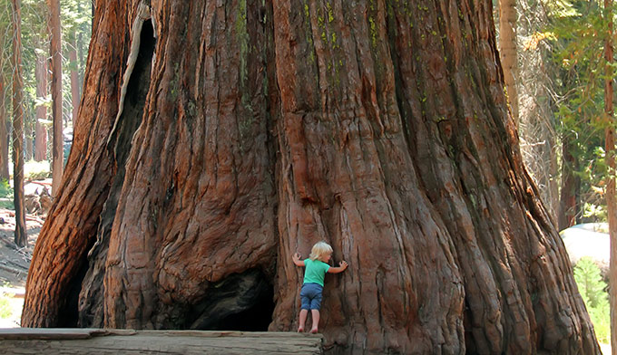 sequoia.jpg