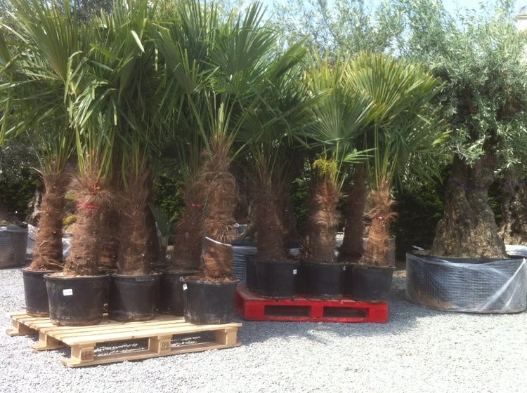 palmiers-150.jpg