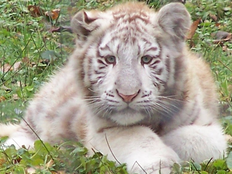 baby tigres blancs - Photo prise par Sandra D.jpg