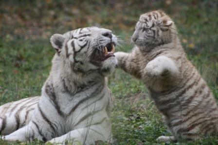 Un moment de jeu entre un père et un jeune tigre blanc - Photo prise par Solène F.jpg