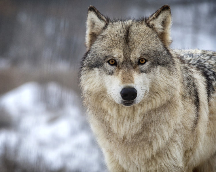 24. loup © Lynn Bystrom-123rf.jpg