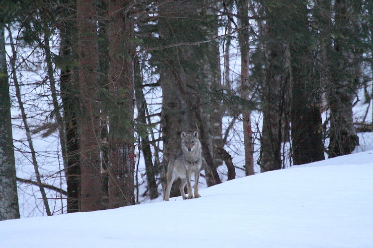 31. Loup. Crédit Olivier Guder.jpg