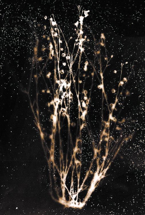 41-Linum_usitatissimum_Chernobyl Herbarium, Photogram_AnaïsTONDEUR_2011_2016_3.jpg