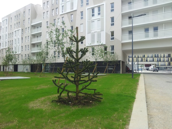 l'arbre mystérieux : jolie forme ...