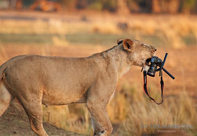 article-lion-camera-1130.jpg