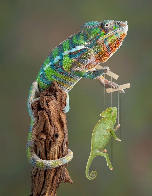 Caméléon marionnettiste et marionnette.jpg