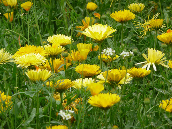 prairire-fleurie-soucis-fleurs-jaunes-parc-de-passy-paris-16e-septembre-ete-2014.jpg