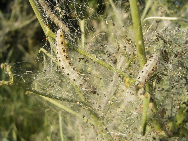 1280px-Yponomeuta_cagnagellus_23-05-2006_18.40.40.JPG