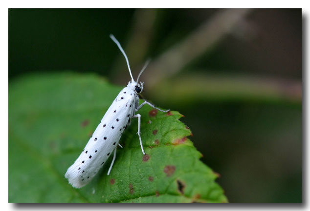 hyponomeute papillon.jpg