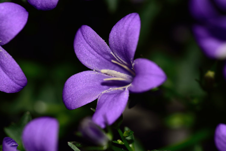 macro_150511_203748.jpg