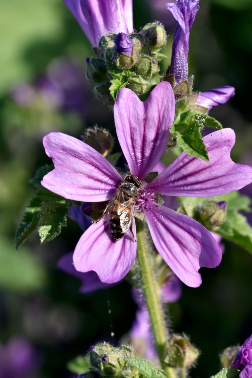 macro_150603_185218.jpg