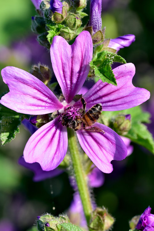 macro_150603_185225.jpg